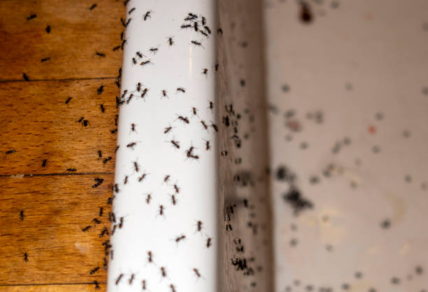 Best Emergency Pest Control  in Oakridge, OR